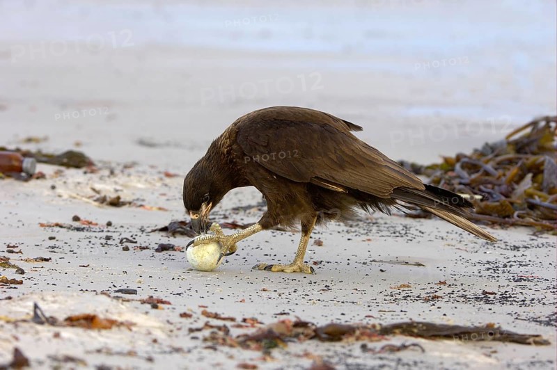 Falkland's Caracara