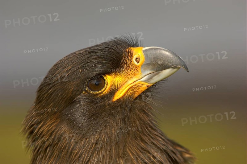 Striped striated caracara