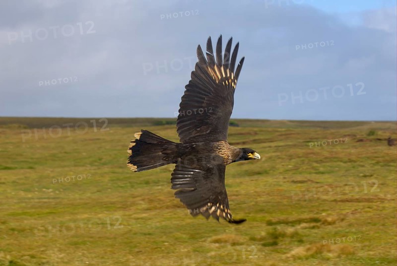 Striped striated caracara
