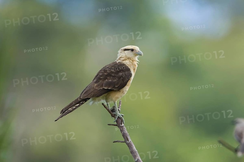 Yellow-headed caracara