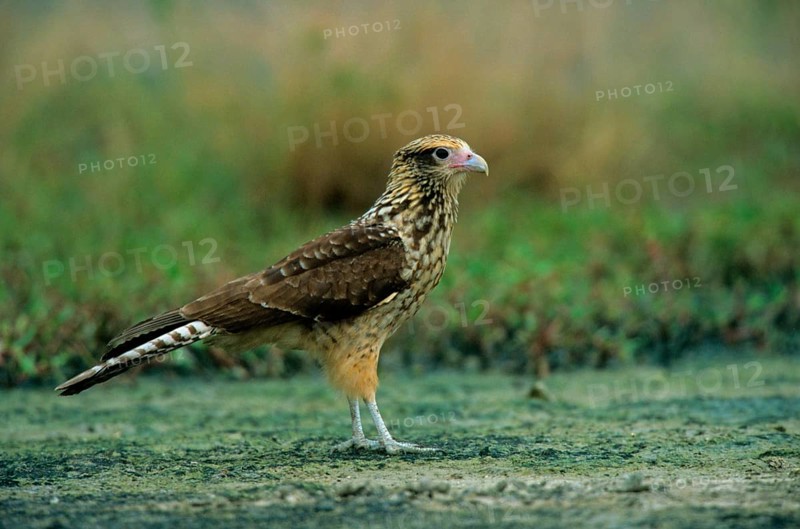 Yellow-headed yellow-headed caracara