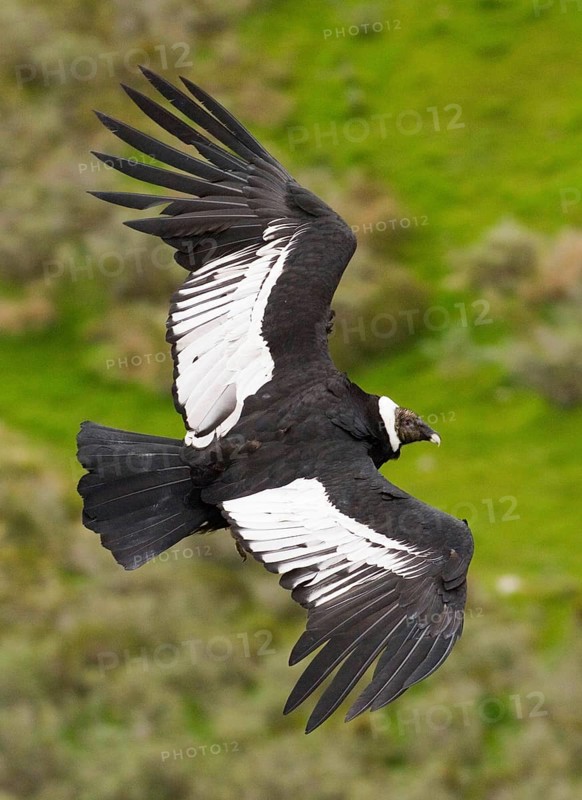 Andean condor