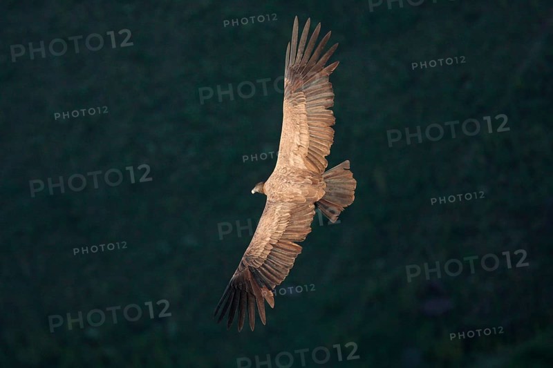 Andean Condor