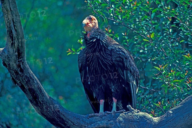Californian Condor