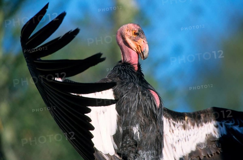 California condor