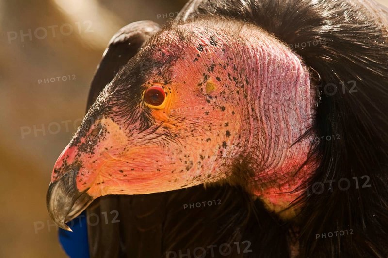 California Condor