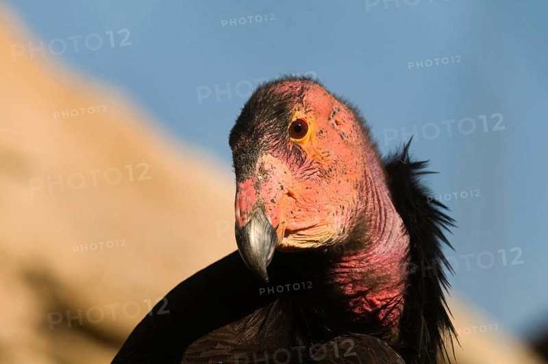 California Condor