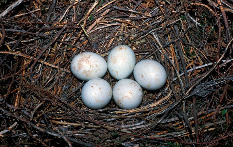 Hen Harrier