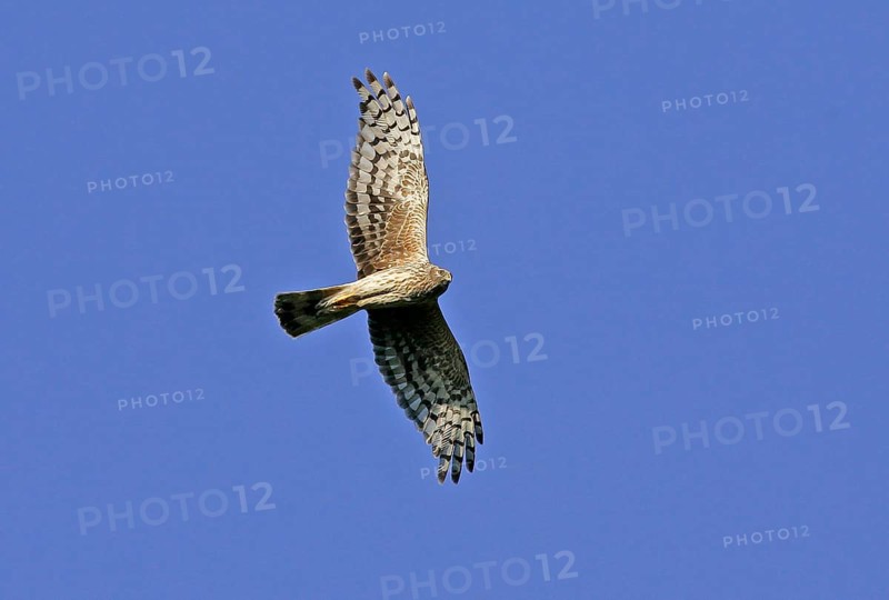 Hen Harrier