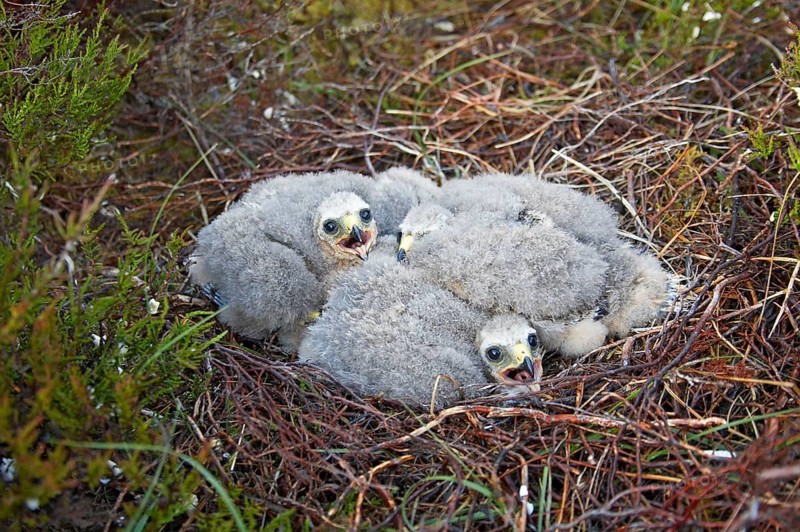 Hen harrier