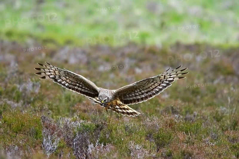 Hen harrier