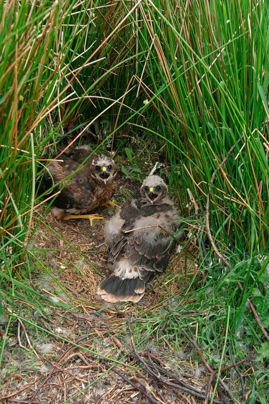 Hen Harrier
