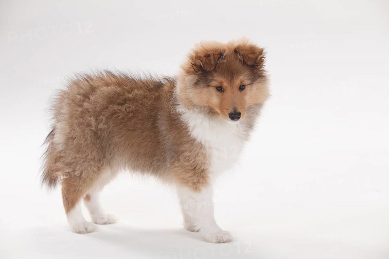 Sheltie
