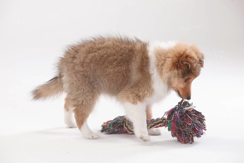 Sheltie