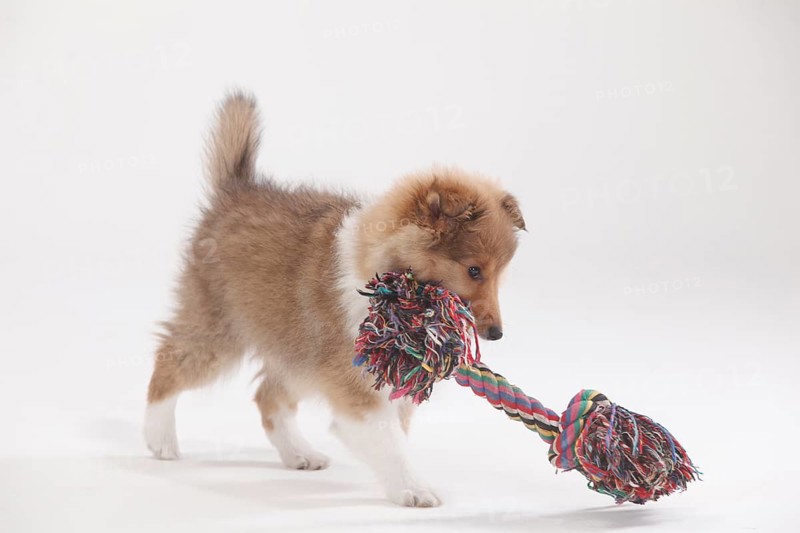 Sheltie