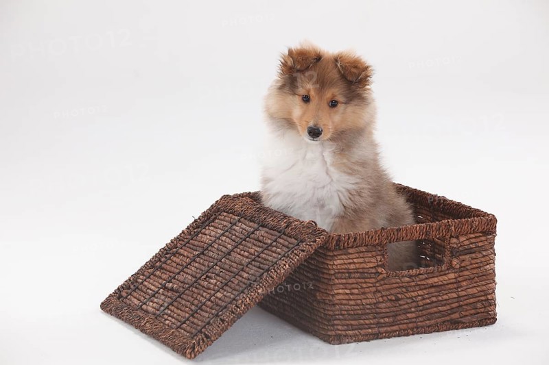 Sheltie