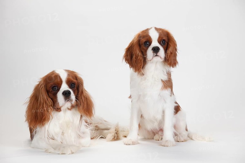 Cavalier King Charles Spaniel