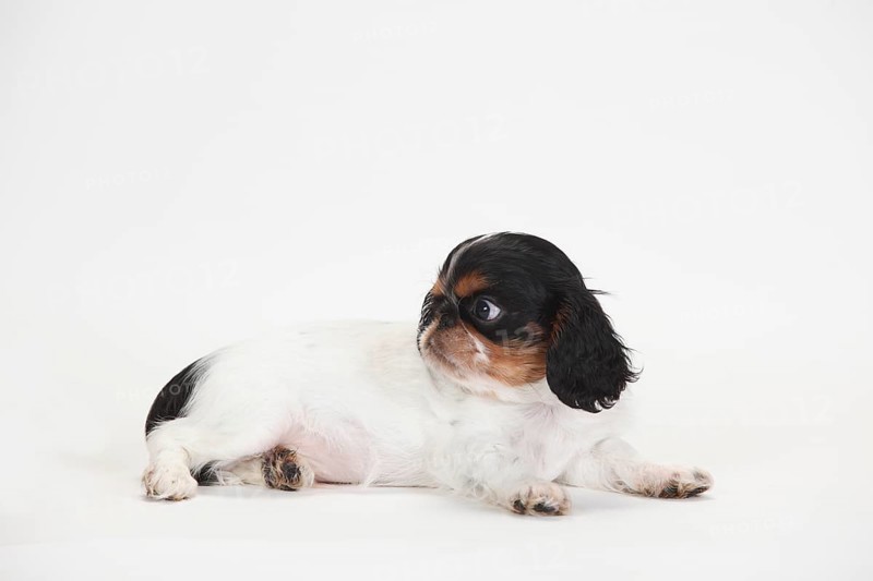 King Charles Spaniel