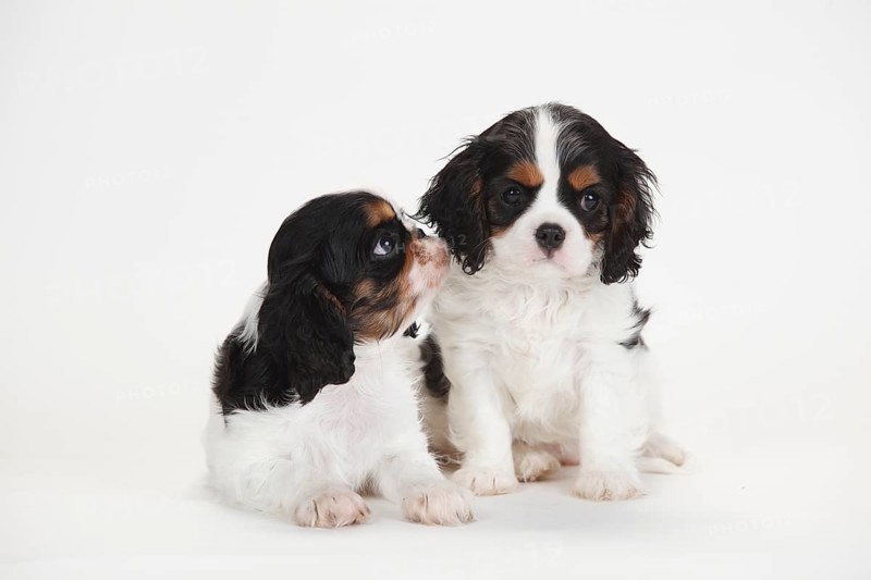 King Charles Spaniel and Cavalier King Charles Spaniel