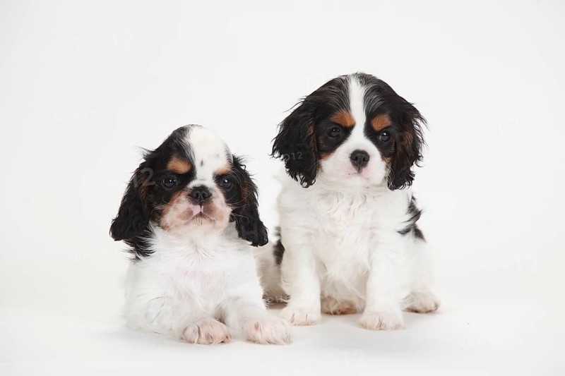 King Charles Spaniel and Cavalier King Charles Spaniel