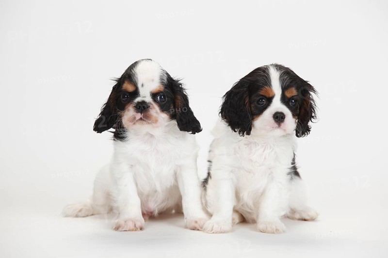 King Charles Spaniel and Cavalier King Charles Spaniel