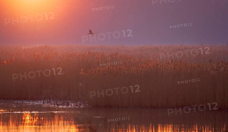 Western marsh-harrier