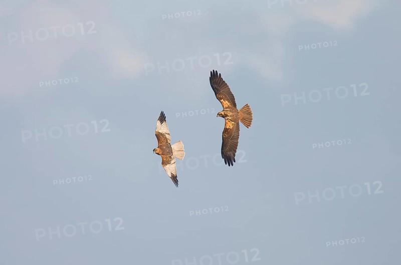 Marsh Harrier