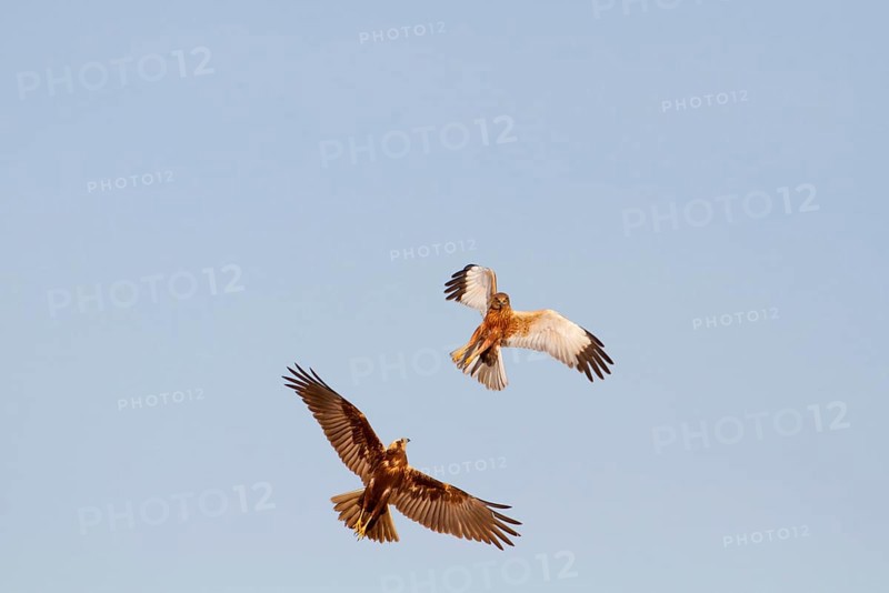 Western Marsh Harrier