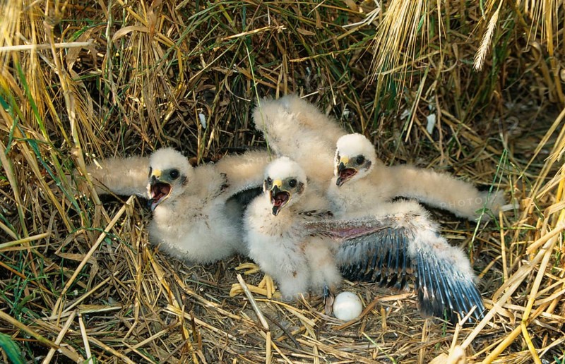 Montagu's Harrier