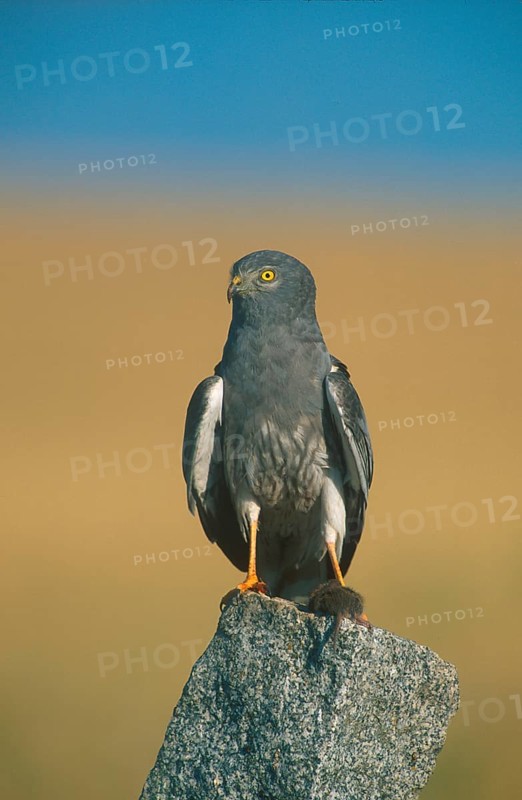 Montagu's Harrier
