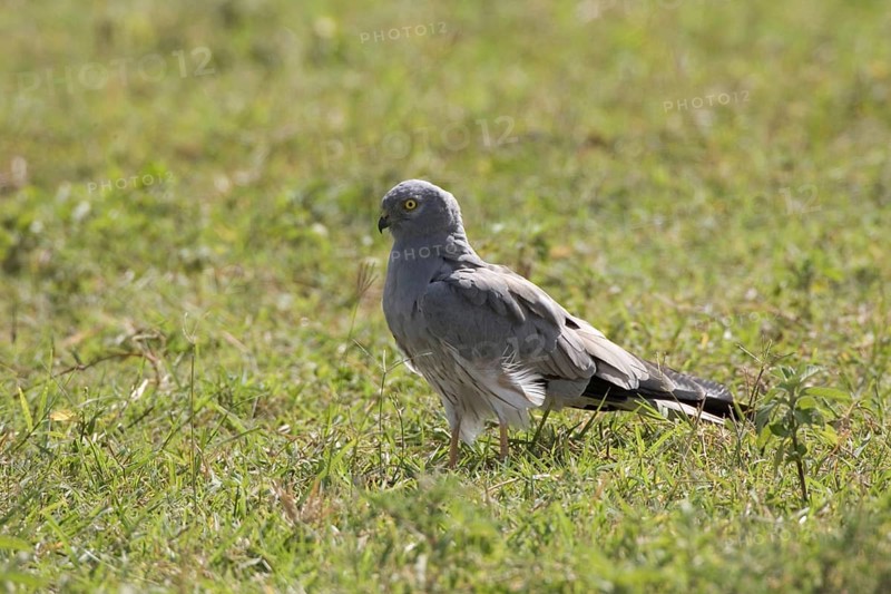 Montagu's Harrier