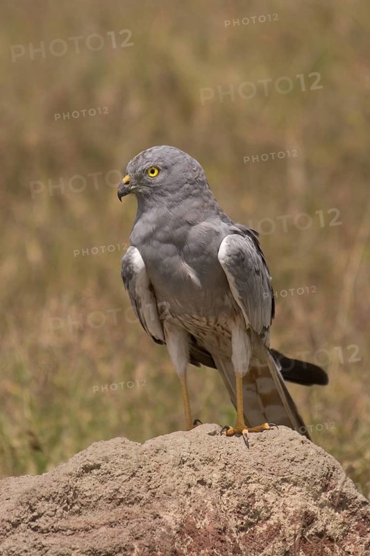 Montagu's Harrier