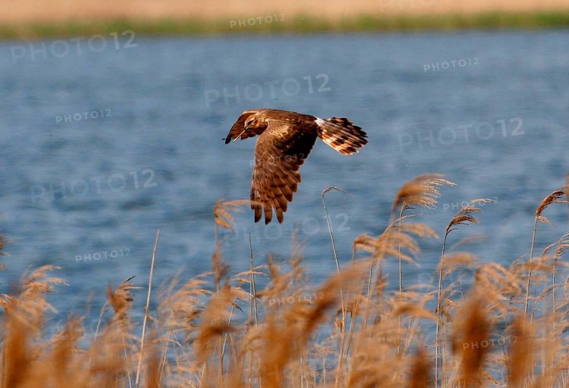 Montagu's Harrier