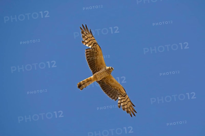 Montagu's Harrier