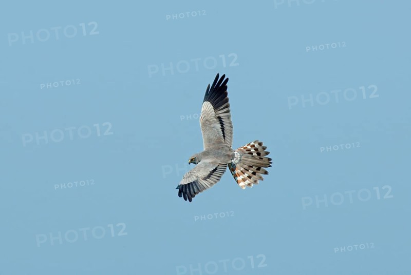 Montagu's Harrier