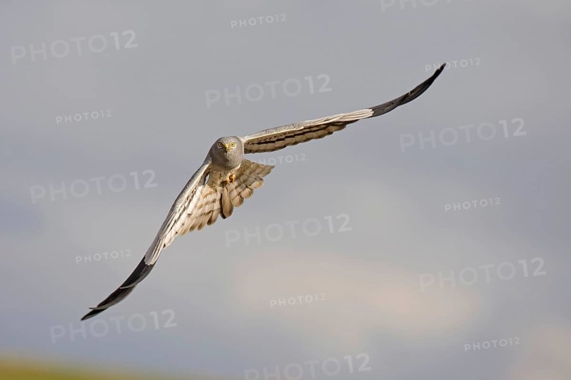 Montagu's Harrier