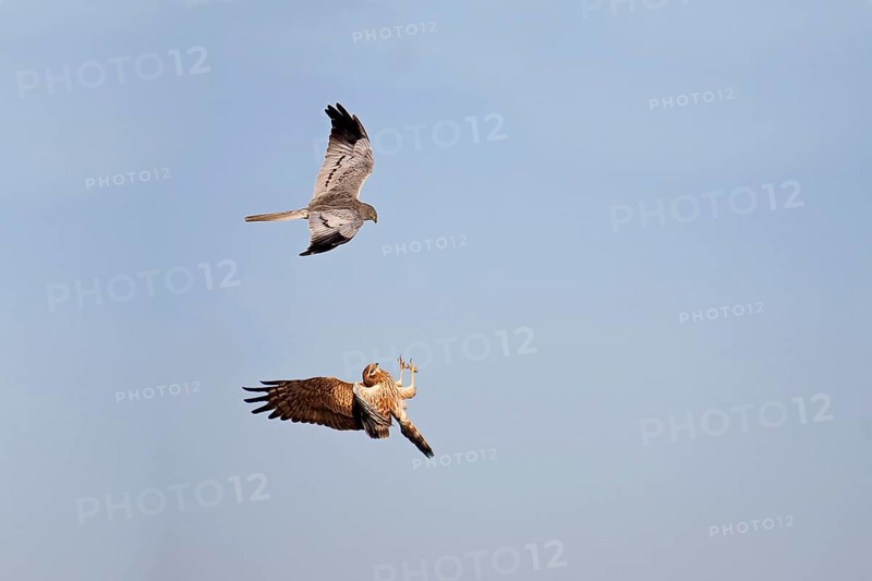 Montagu's Harrier