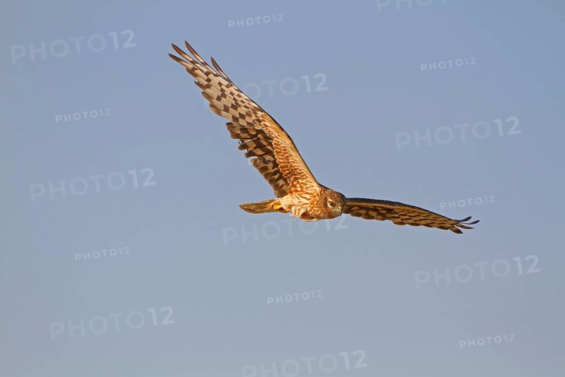 Montagu's Harrier
