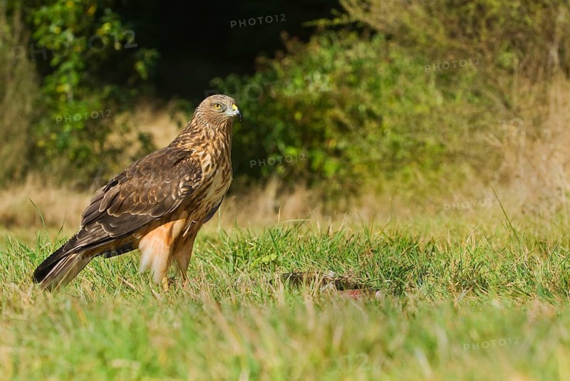 Swamp harrier