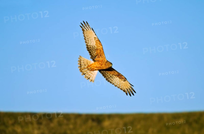 Swamp harrier