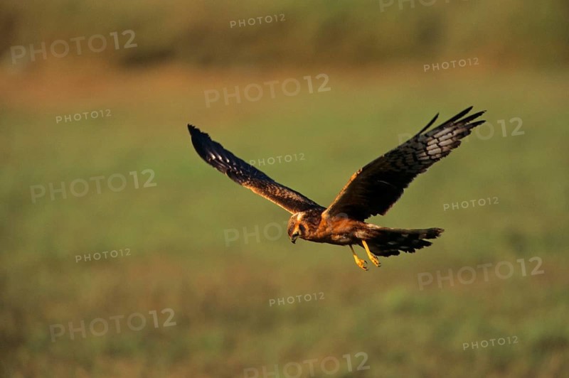Pallid harrier
