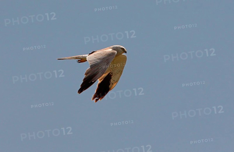 Pallid harrier