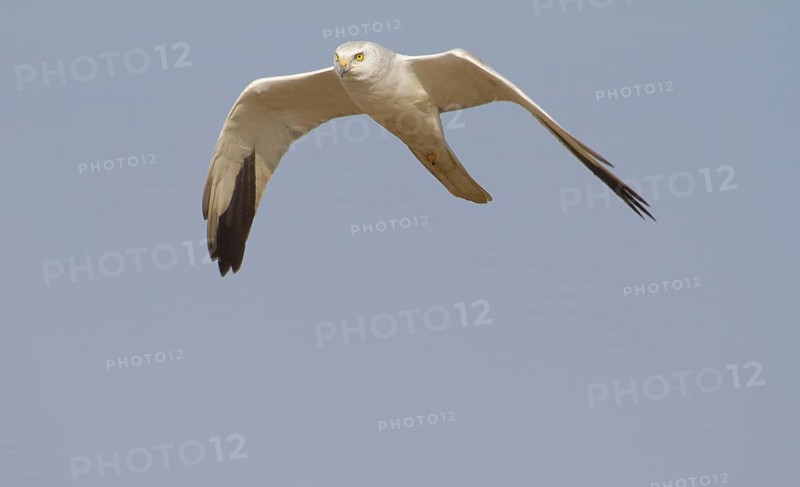 Pallid Harrier