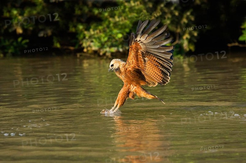 Fish Hawk