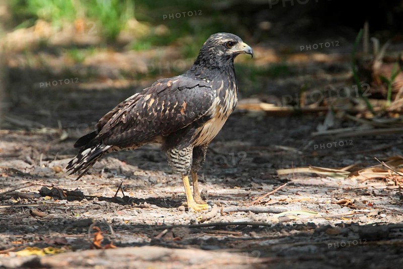 Young Mangrove Black Hawk