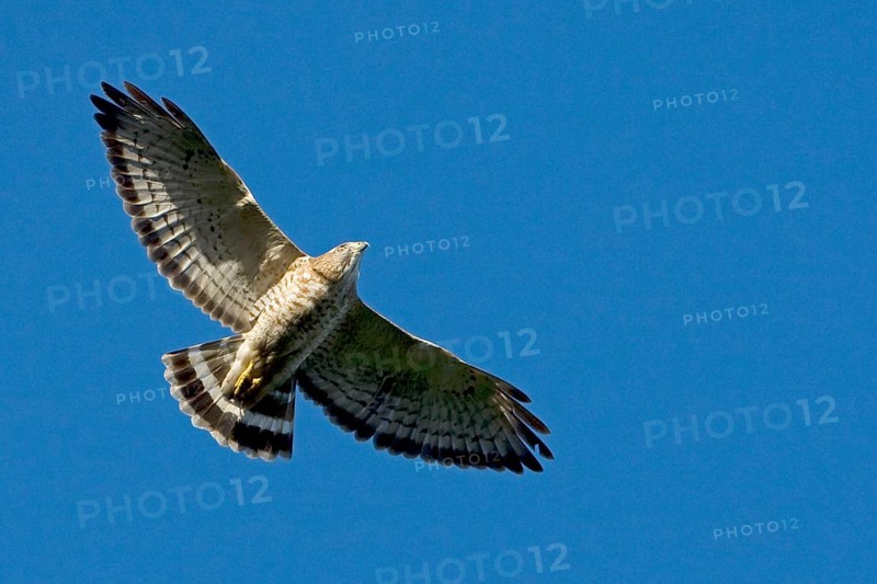 Broad-winged hawk