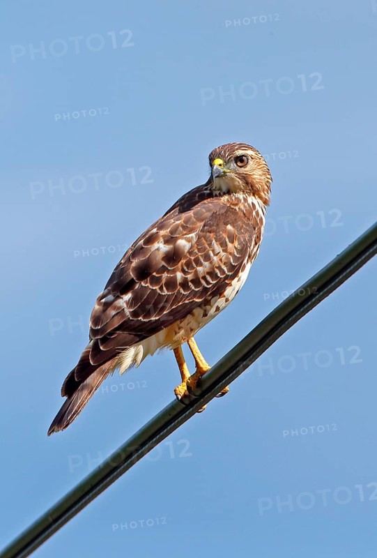 Broad-winged Hawk