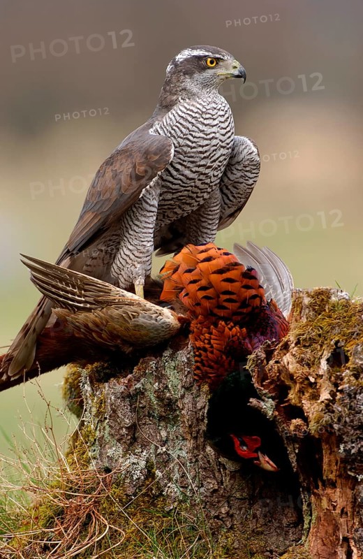 Northern Goshawk