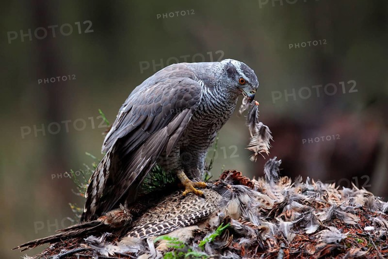 Northern northern goshawk
