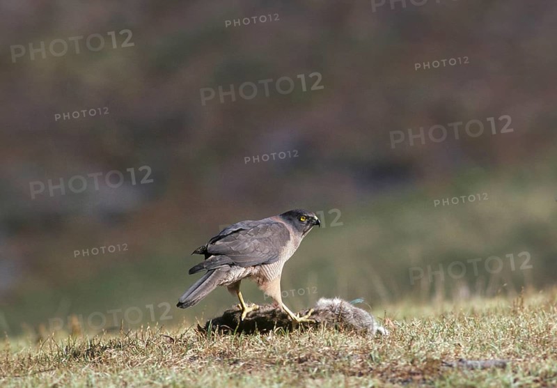 Goshawk